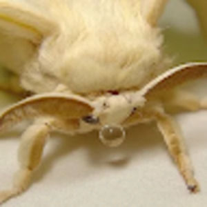 Meet your Posher, Isabelle